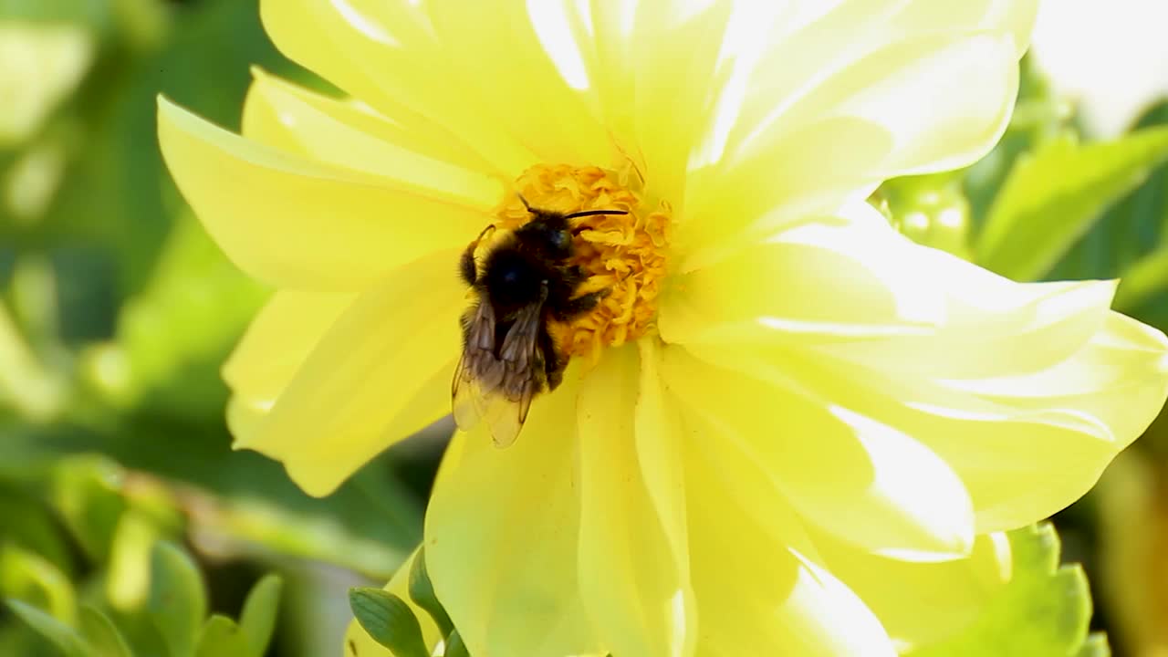 蜜蜂在花上视频下载