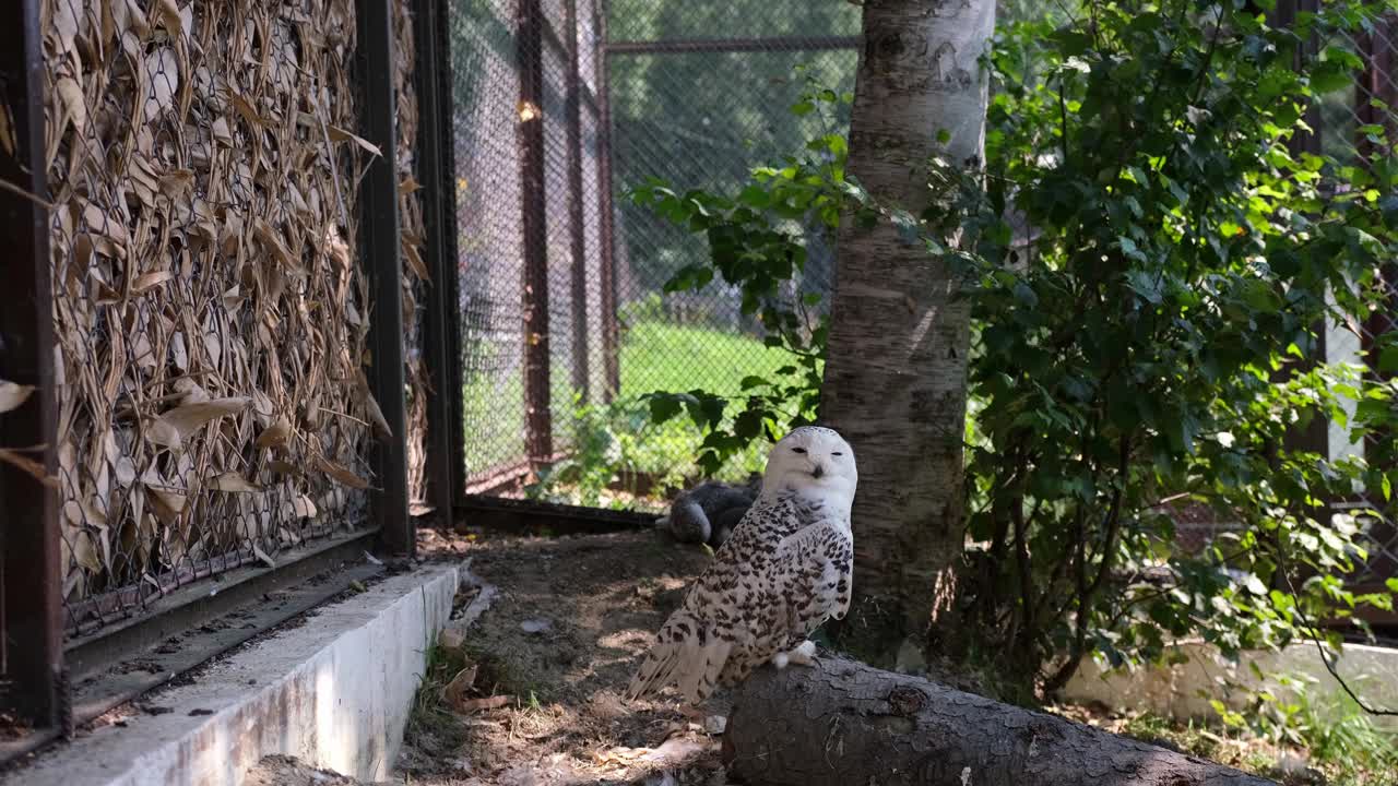 极地猫头鹰坐在圆木上尖叫。视频下载