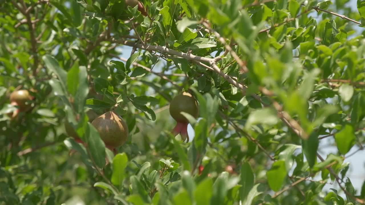 夏日里的石榴兰花视频下载