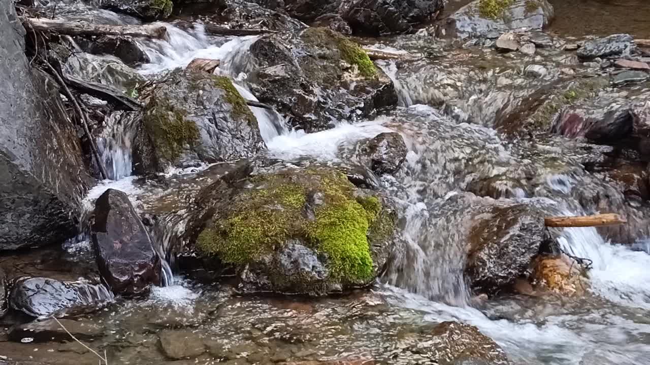 这是一个特写镜头，一条湍急的山间河流流经一片松林，绕过河床上的大块岩石。视频下载