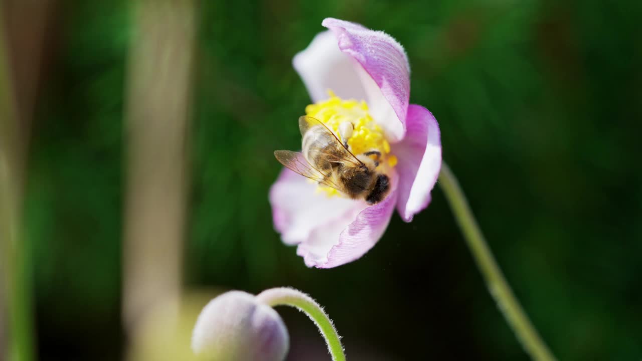 蜜蜂在阳光明媚的花园里从盛开的花朵上采集花蜜视频素材