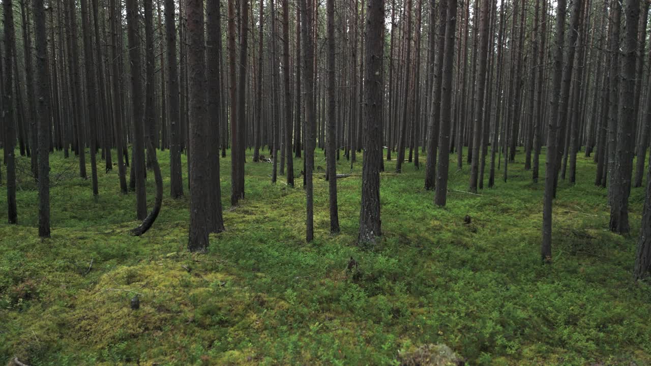 美丽的松树林地，4k超高清，缩小视频下载