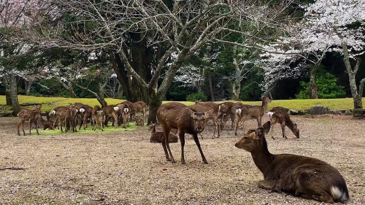 一群鹿在公园里盛开的樱花树下吃干草视频素材