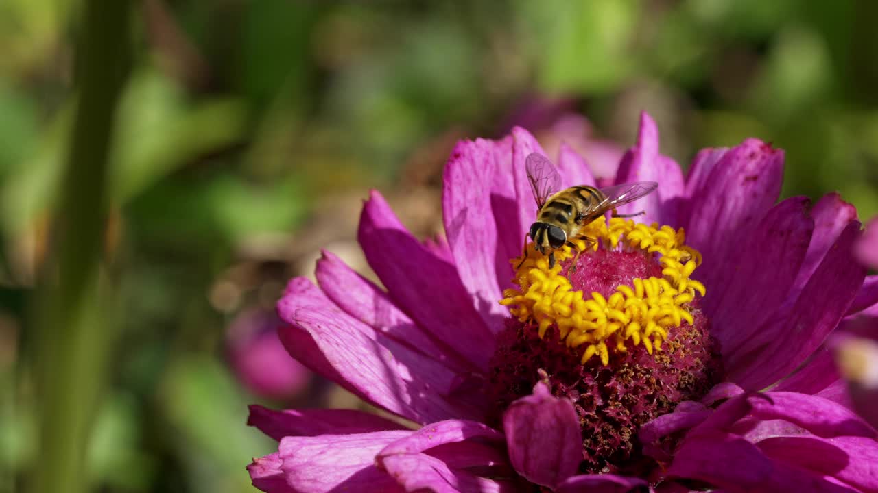 蜜蜂在阳光明媚的花园里为一朵充满活力的花授粉视频下载