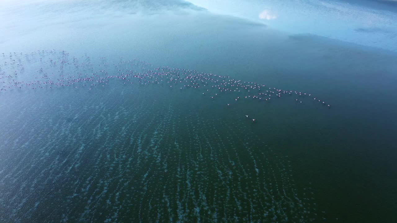 火烈鸟鞭打
火烈鸟成群地生活在咸水和浅水、湖泊和溪流中，寻找食物。
它们是有吸引力的鸟，有红色的翅膀，远视的白色羽毛。迁徙路线视频下载