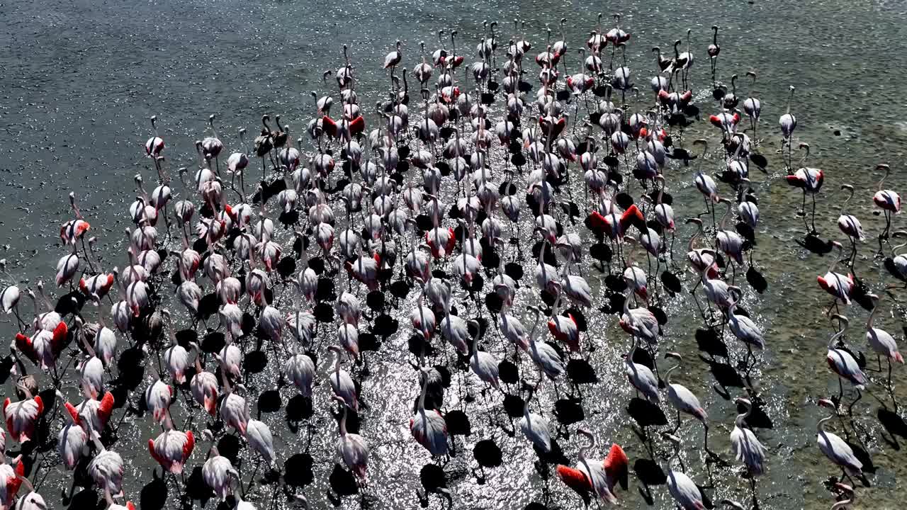 火烈鸟鞭打
火烈鸟成群地生活在咸水和浅水、湖泊和溪流中，寻找食物。
它们是有吸引力的鸟，有红色的翅膀，远视的白色羽毛。迁徙路线视频下载