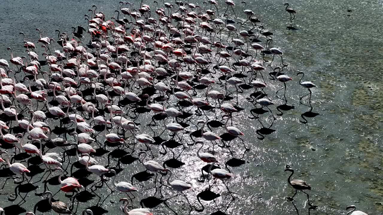 火烈鸟鞭打
火烈鸟成群地生活在咸水和浅水、湖泊和溪流中，寻找食物。
它们是有吸引力的鸟，有红色的翅膀，远视的白色羽毛。迁徙路线视频下载