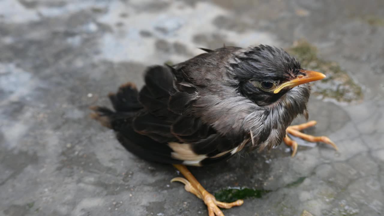 小印度八哥。视频下载