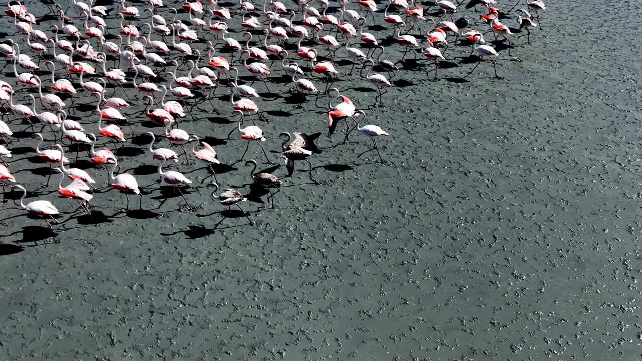 火烈鸟鞭打
火烈鸟成群地生活在咸水和浅水、湖泊和溪流中，寻找食物。
它们是有吸引力的鸟，有红色的翅膀，远视的白色羽毛。迁徙路线视频素材