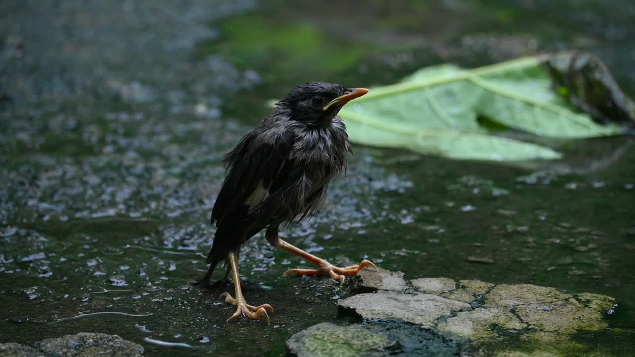 小印度八哥。视频素材