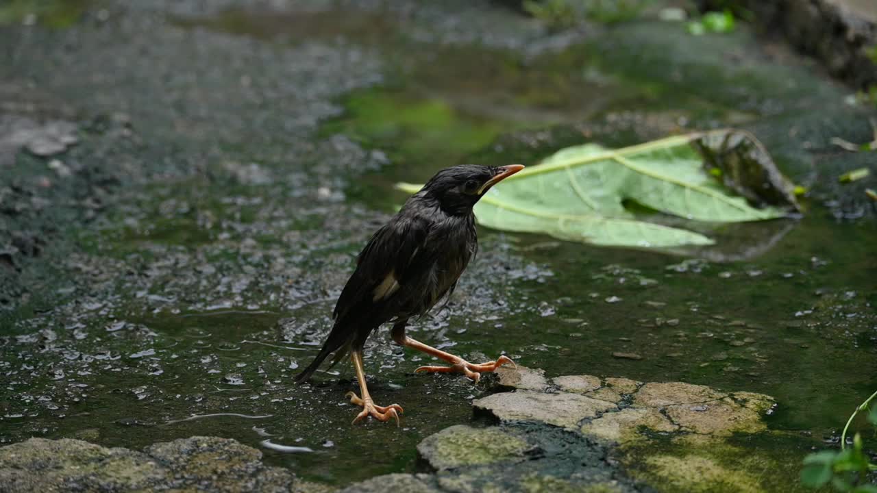 小印度八哥。视频下载