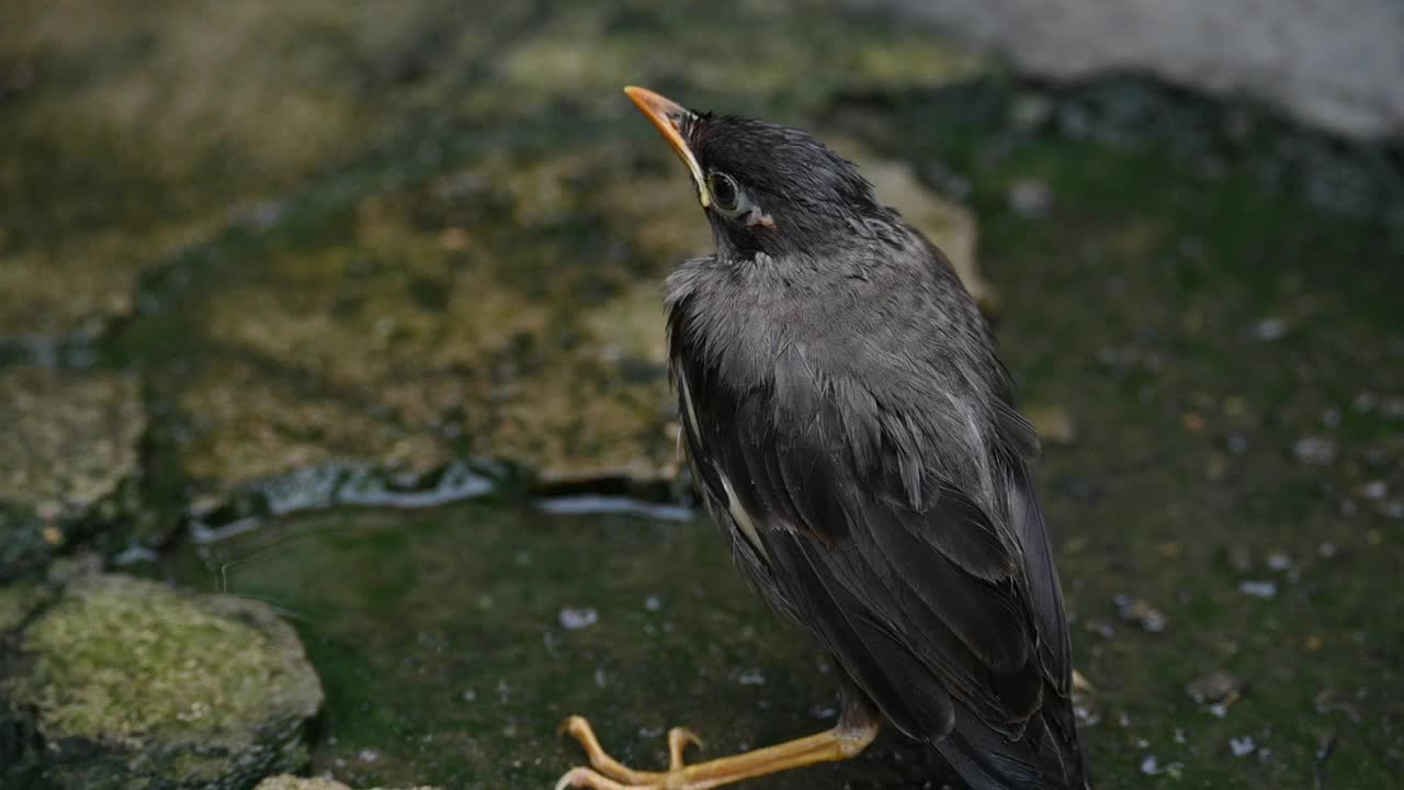 小印度八哥。视频下载