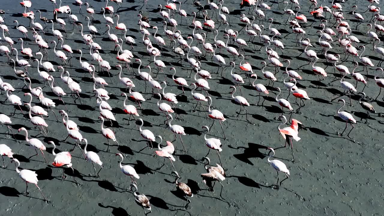 火烈鸟鞭打
火烈鸟成群地生活在咸水和浅水、湖泊和溪流中，寻找食物。
它们是有吸引力的鸟，有红色的翅膀，远视的白色羽毛。迁徙路线视频下载