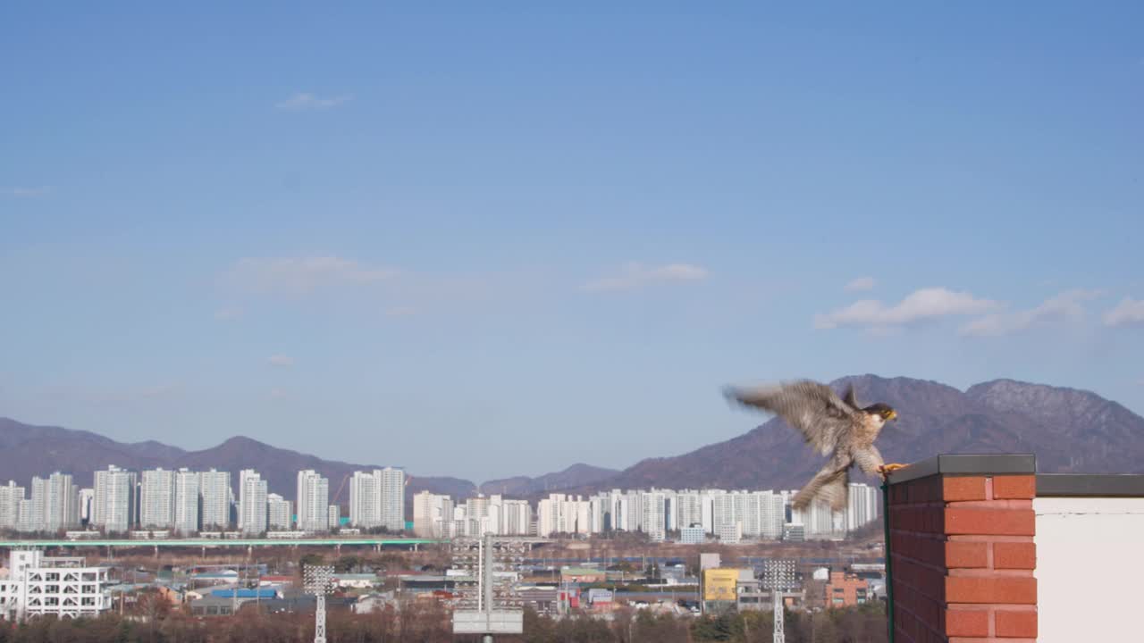 红隼/韩国视频素材