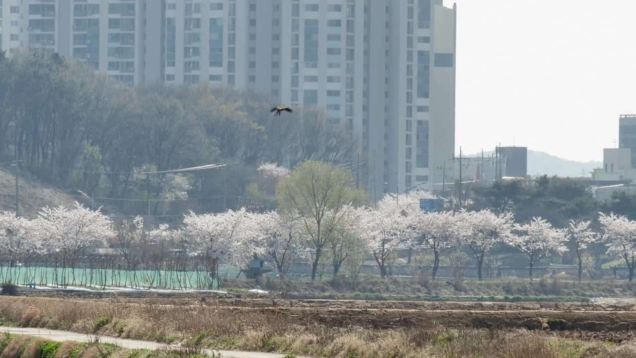 红隼/韩国视频素材