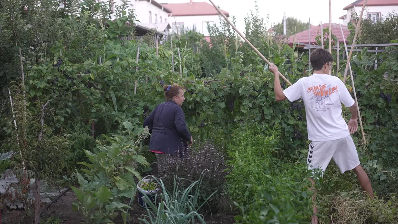 奶奶和孙子在后院采摘秋天的新鲜蔬菜。视频下载