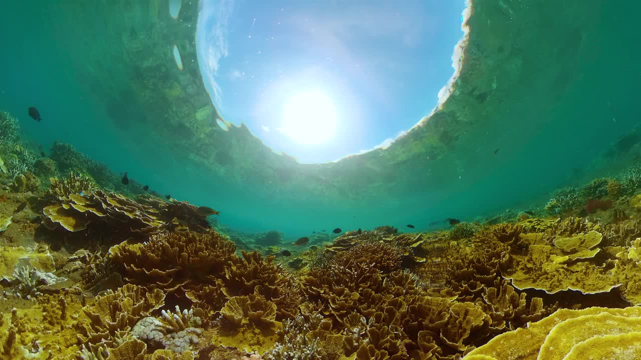 水下有鱼的珊瑚礁。视频素材