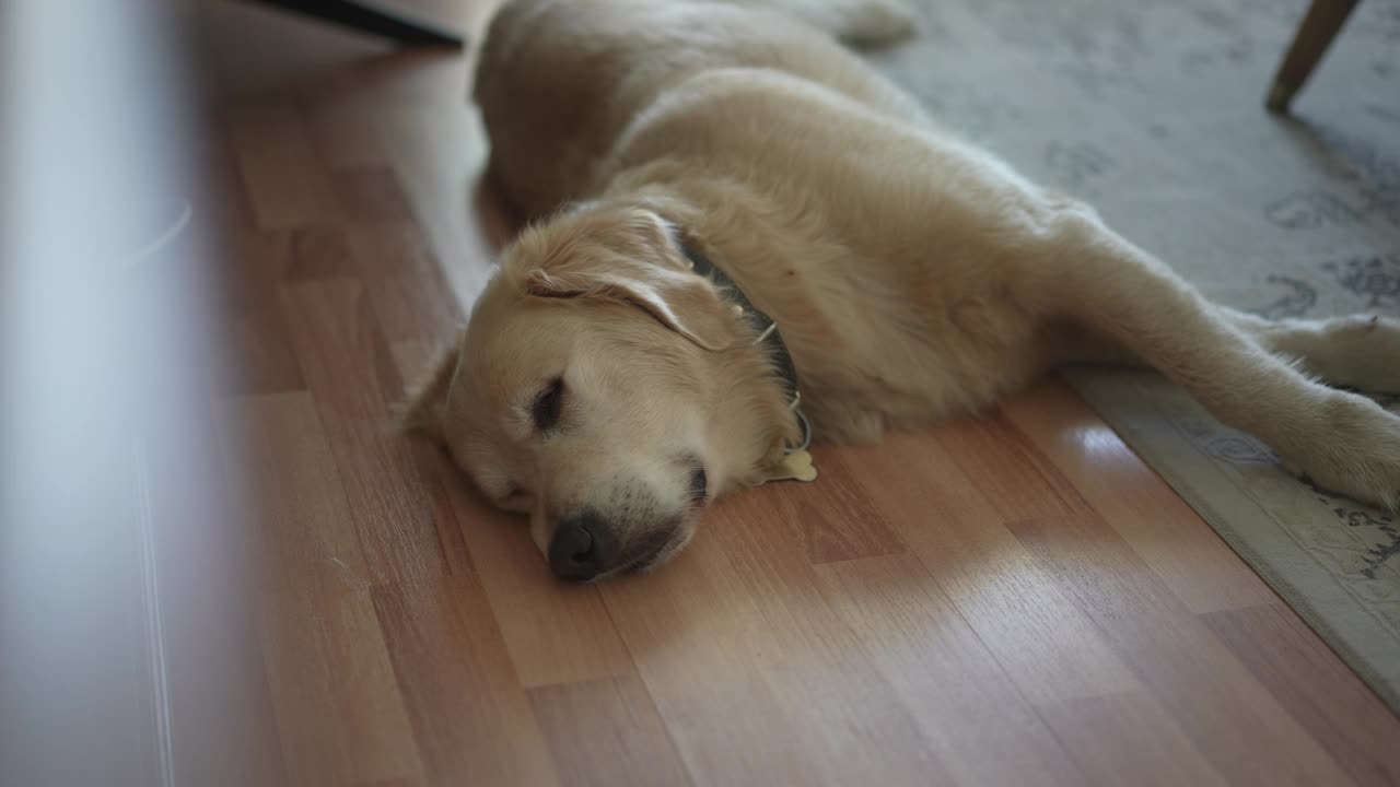 一只金毛猎犬睡在客厅的硬木地板上。视频素材