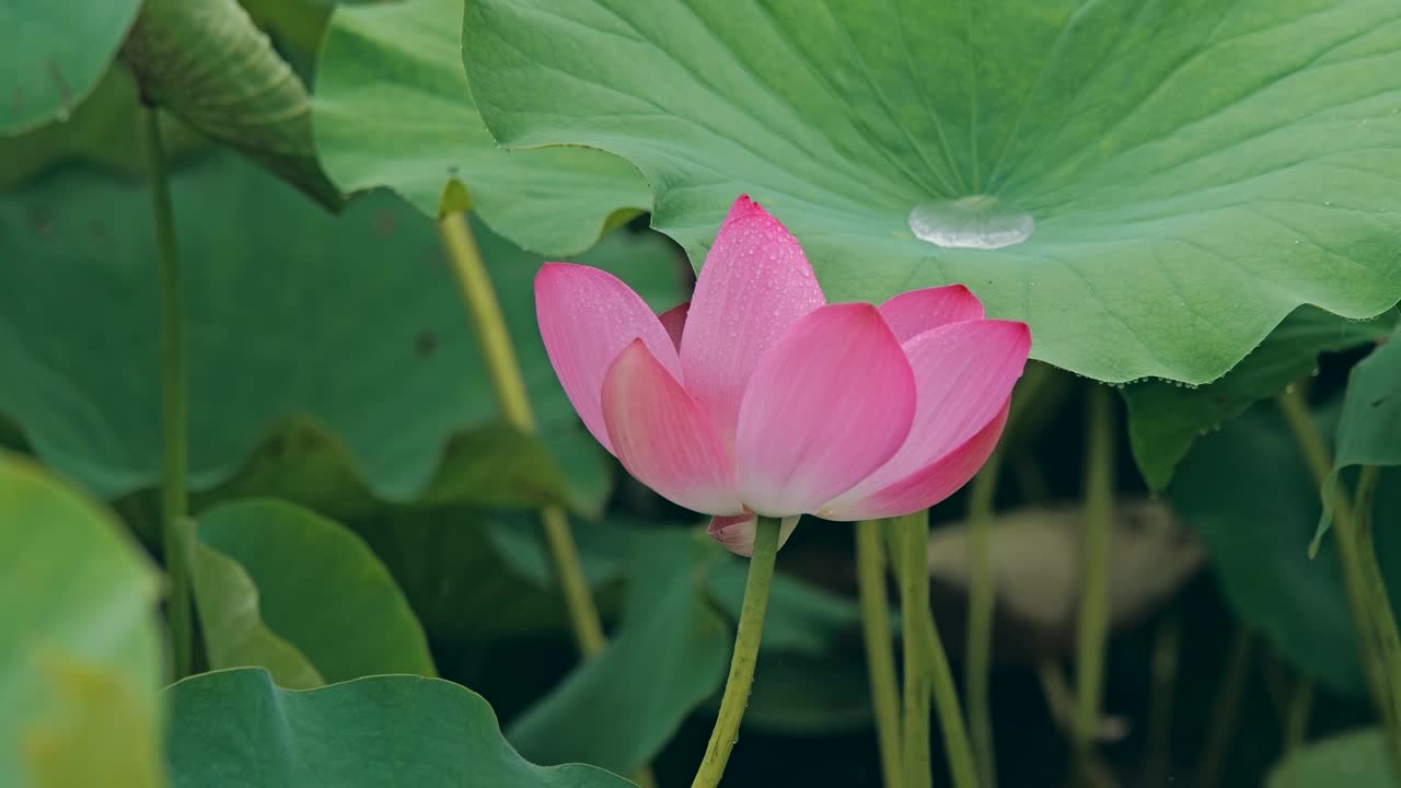 荷花随风摇曳视频下载