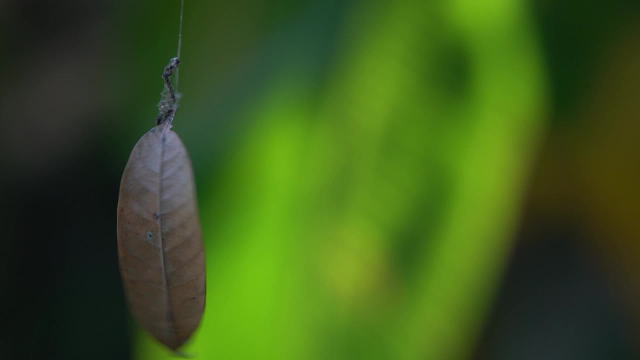 落叶挂在蜘蛛网上视频下载