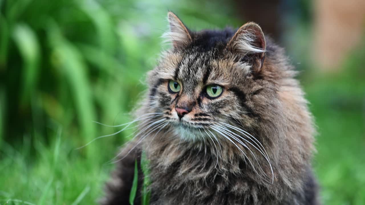 迷人的长毛虎斑猫在郁郁葱葱的花园中摆姿势视频下载