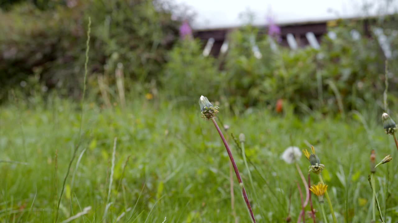 没有花瓣的蒲公英视频素材