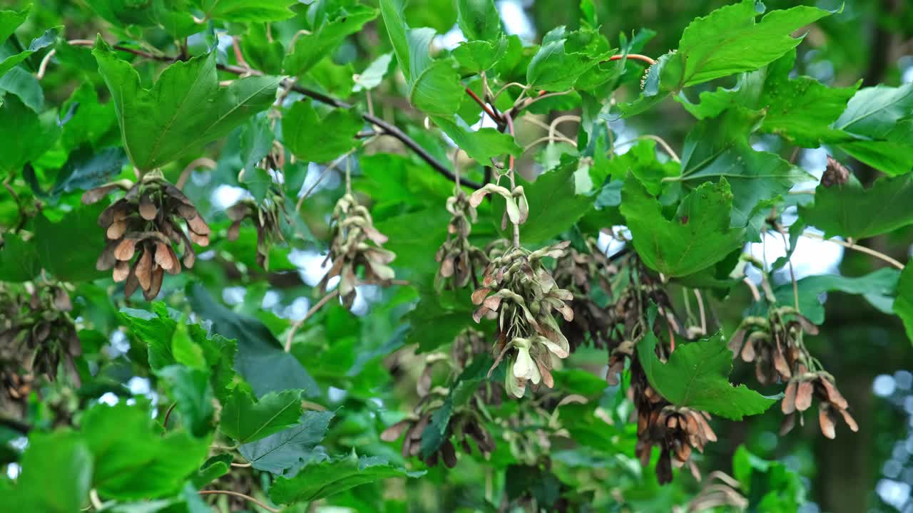 鞑靼槭，鞑靼槭，树叶和果实，种子飞蚊视频下载