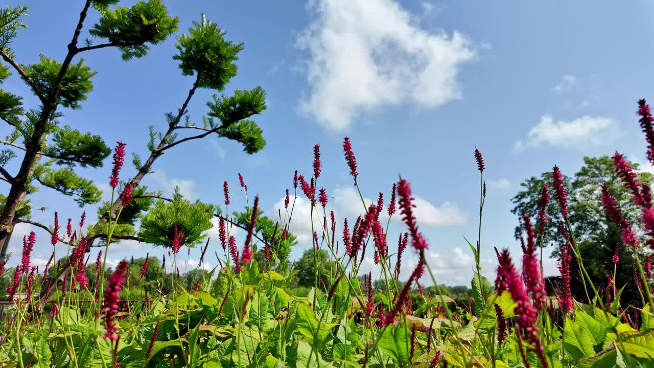 授粉:花和蜜蜂。视频下载