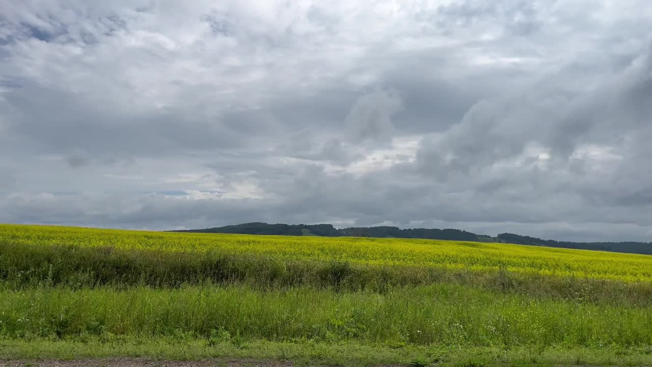 从道路的汽车窗口的侧视图。汽车沿着黄花风景行驶。旅行，旅行，开车旅行。运输的概念视频下载