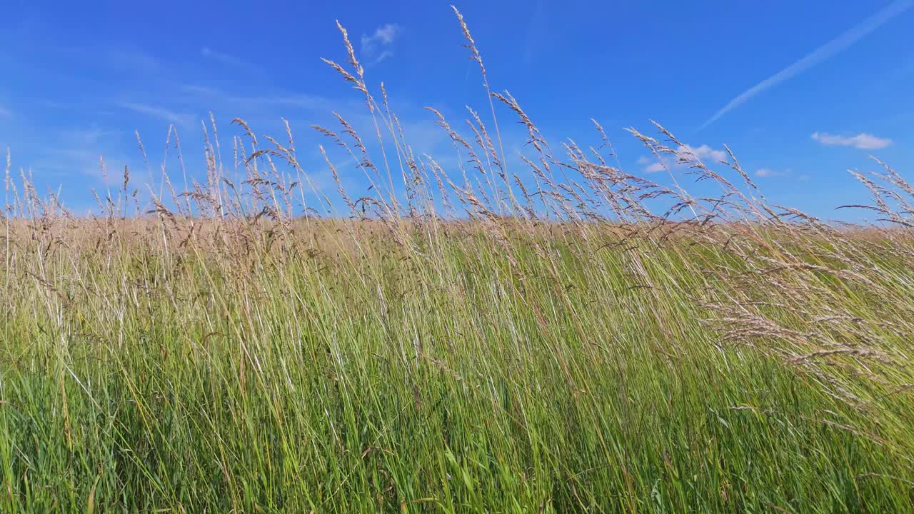 夏日的草地上，长草在风中轻轻摇曳。绿草如茵的花在风中吹着蓝天视频下载