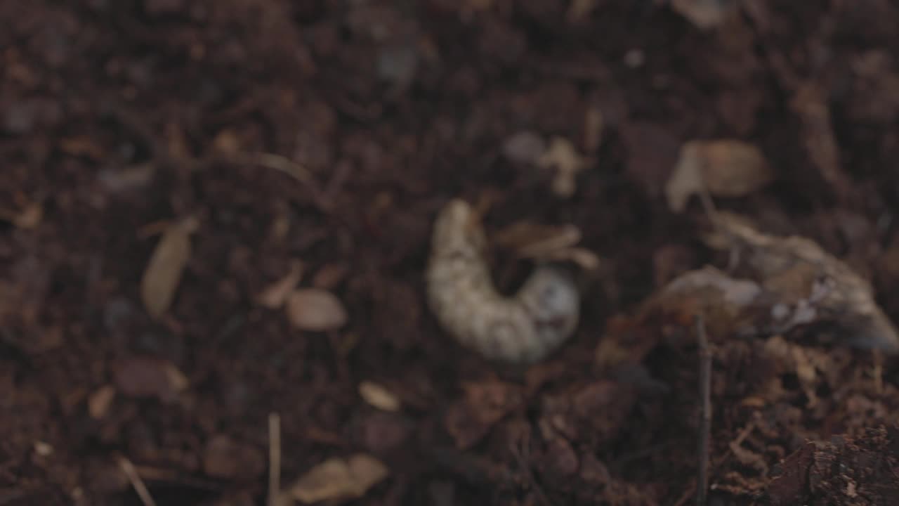 昆虫在有机物分解中的作用视频下载