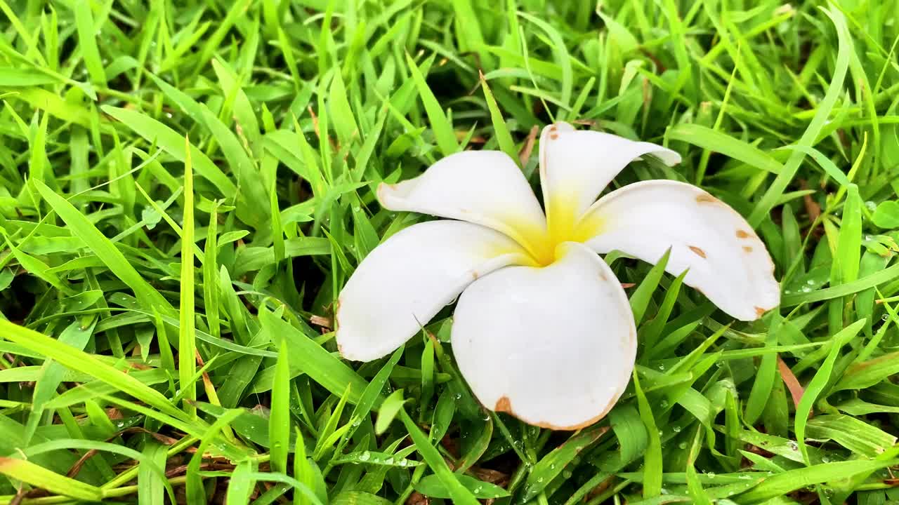 飘落的白色鸡蛋花躺在绿色的草坪上视频下载