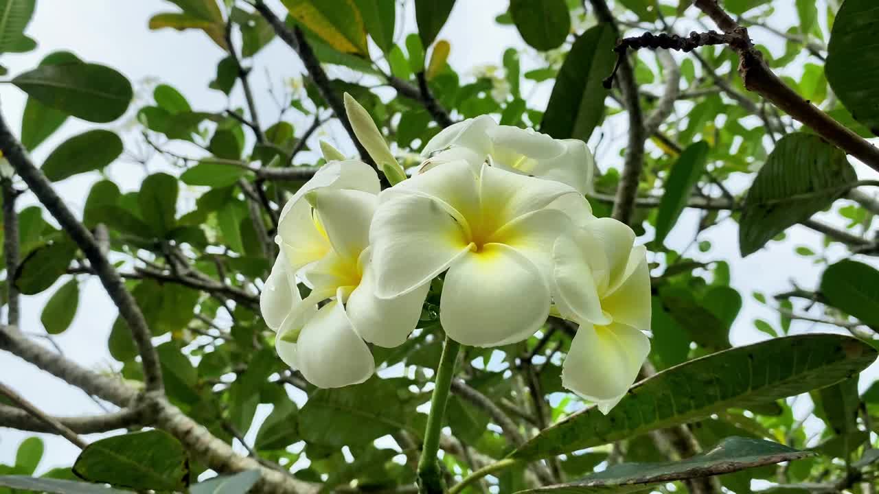 鸡蛋花盛开在树上，温泉花开。calachuchi花视频下载