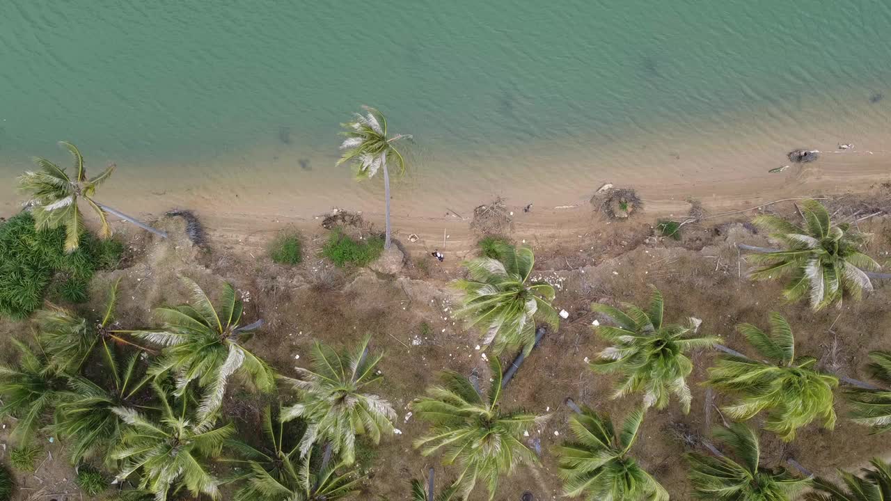 丛林和海滩上有高大的棕榈树视频素材