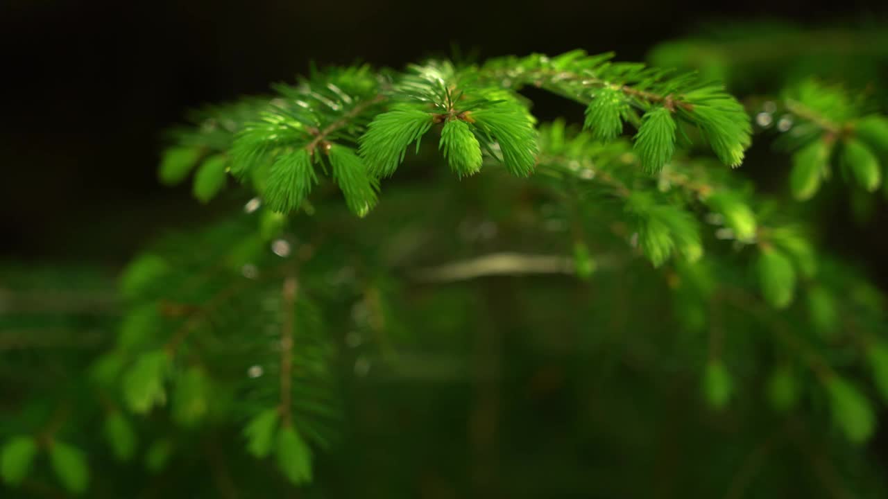 树枝上的松针特写，展示了大自然错综复杂的细节。Skole Beskids，喀尔巴阡山脉，乌克兰视频下载