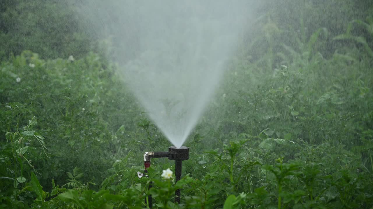 洒水器灌溉着田野里郁郁葱葱的绿色植物视频下载