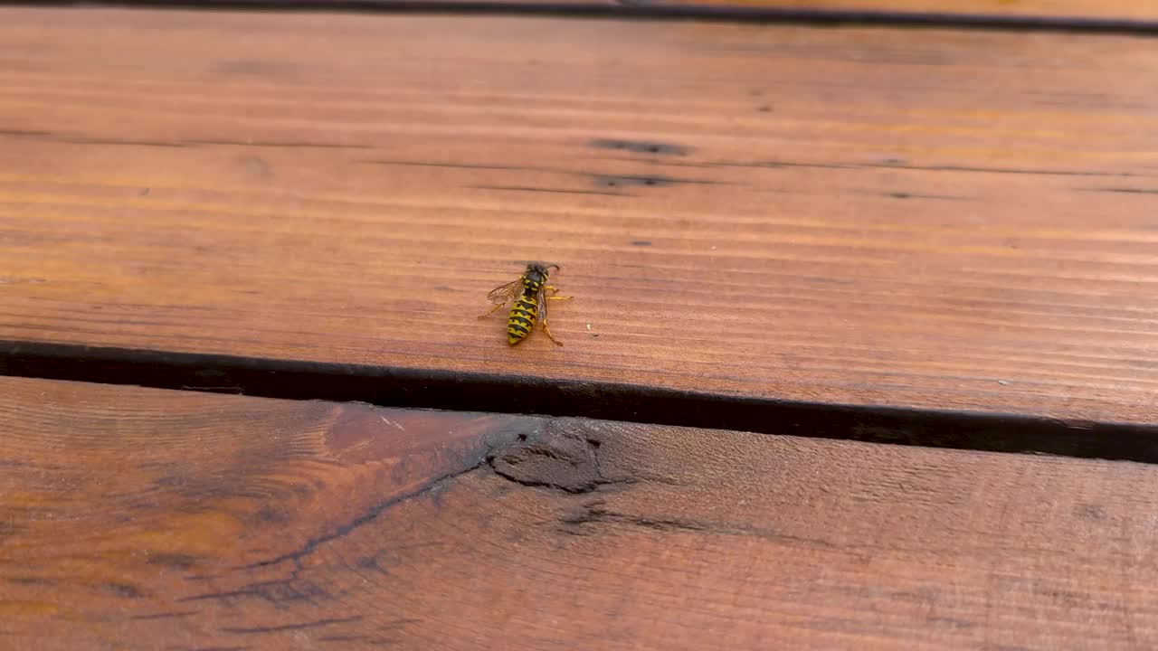 野餐桌上的黄蜂视频下载