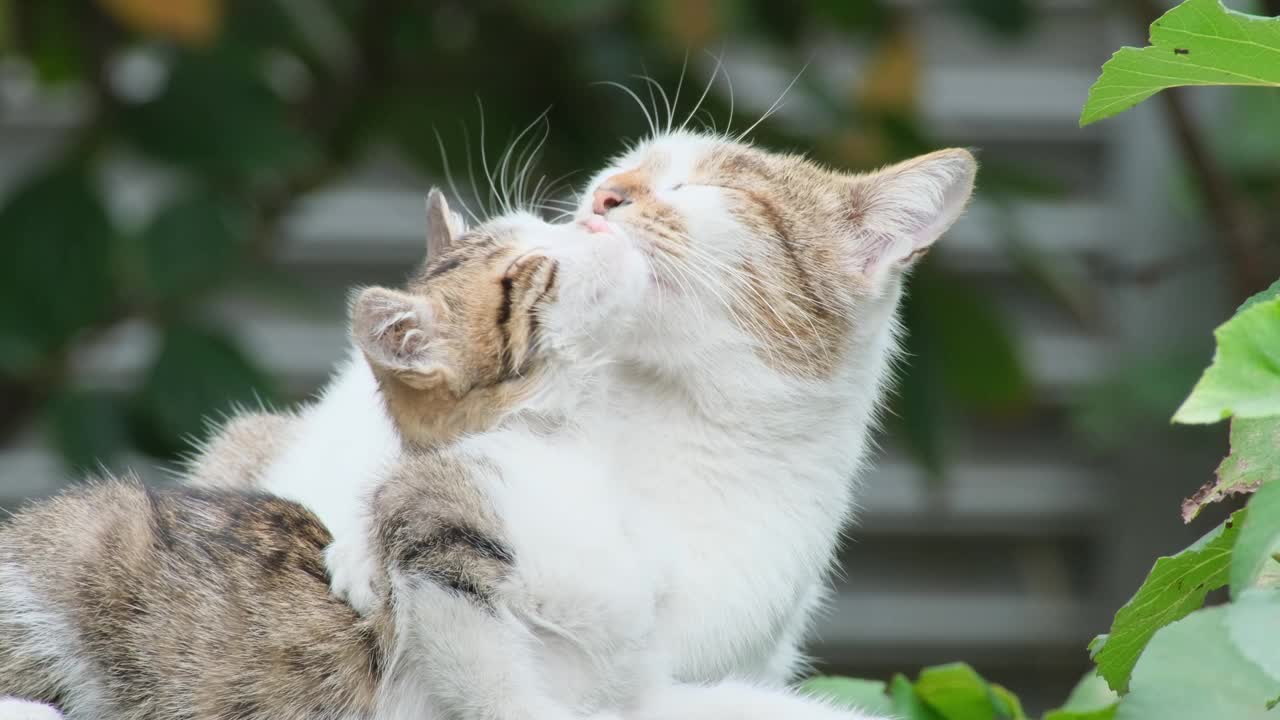 可爱的小猫不同颜色的猫在屋顶上从远处看视频下载