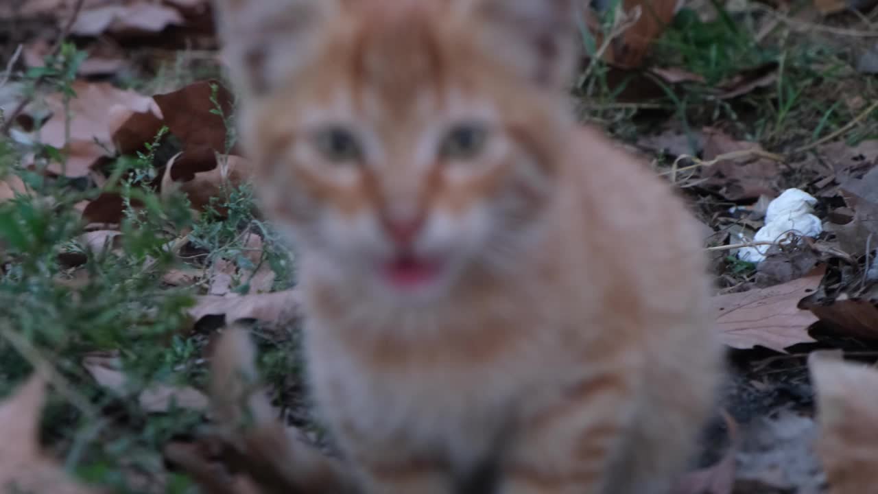 可爱的小猫不同颜色的猫在屋顶上从远处看视频下载