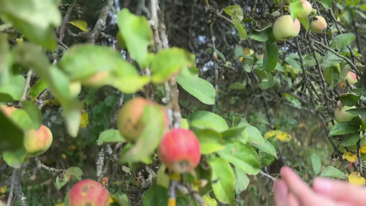 在花园里摘苹果视频素材