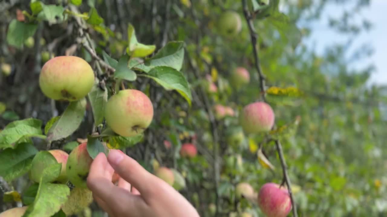 在花园里摘苹果视频素材