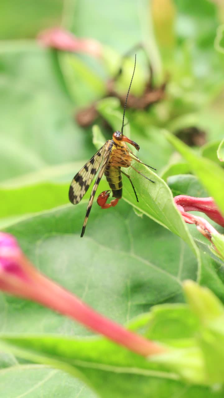 花园里的蝎子，Mecoptera，西班牙-夏天视频下载