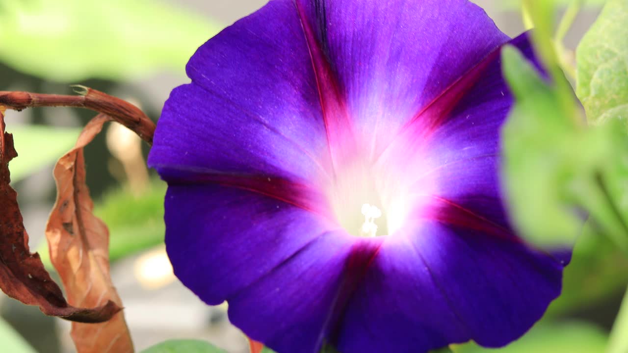 牵牛花特写(iomoea purpurea)，花瓣上有令人惊叹的粉紫色视频下载