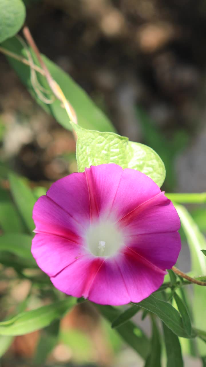 牵牛花特写(iomoea purpurea)，花瓣上有令人惊叹的粉紫色视频素材