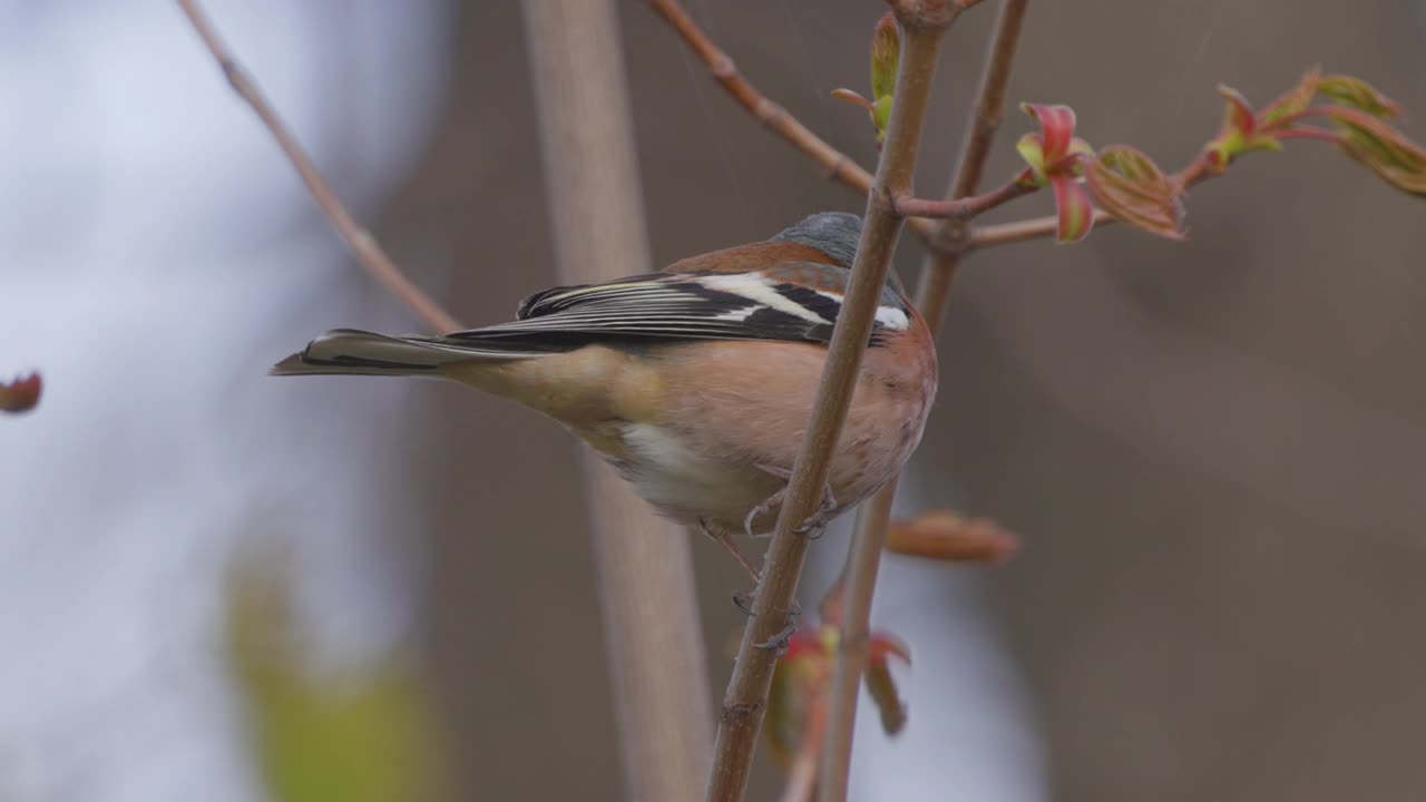 鸟——普通苍头燕雀(Fringilla coelebs)栖息在树枝上。视频下载