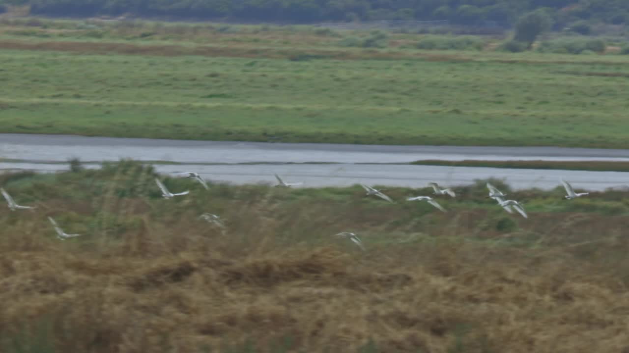 一群鸟飞过田野视频下载