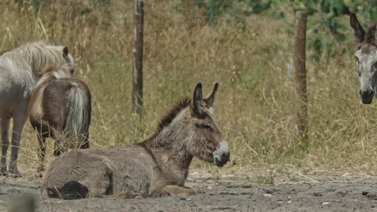 三头驴在田野里，其中一头躺在地上视频下载