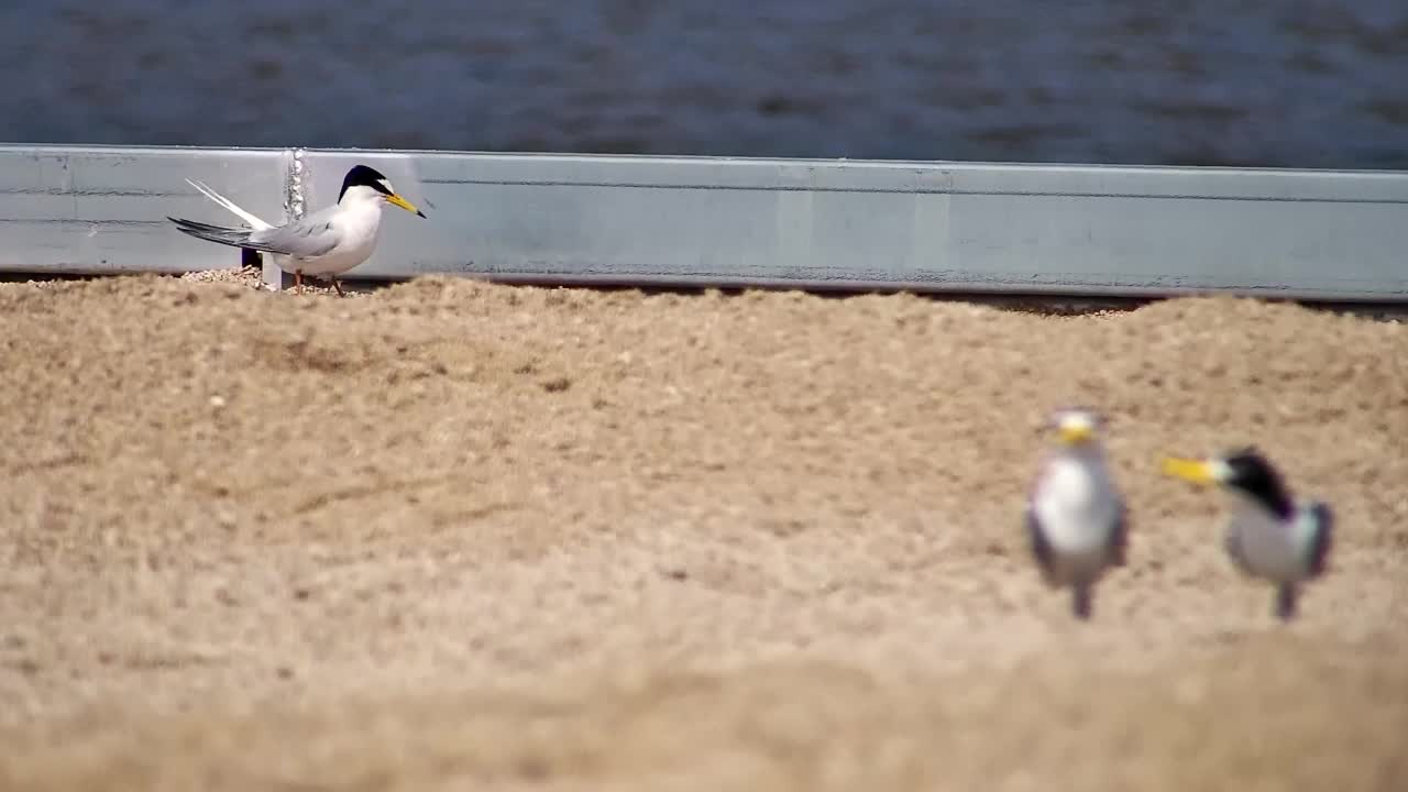 庆尚北道，安东泗，海鸥模型，Little Tern /韩国视频素材