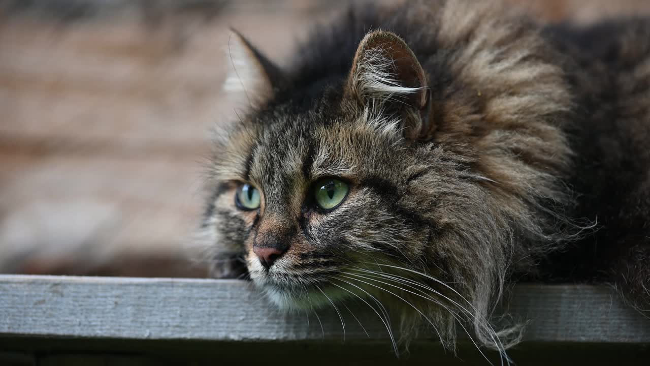 长毛虎斑猫在舒适的室内环境中安静地睡着了视频下载