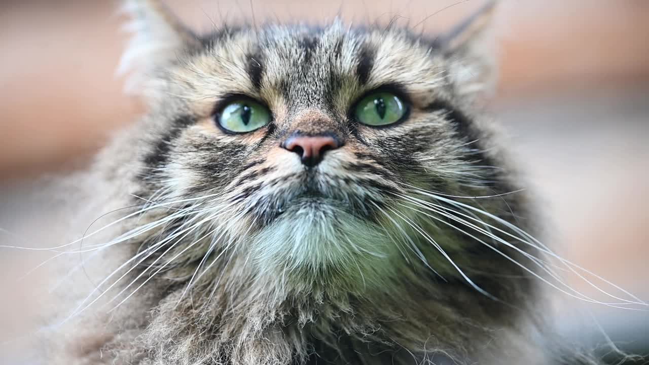 毛茸茸的猫摆姿势，伸出舌头视频下载